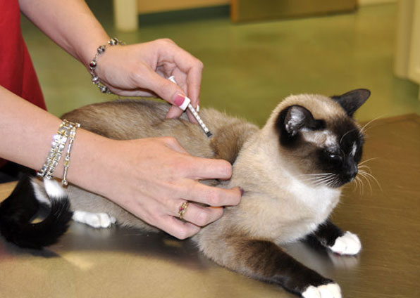 лечение кошки больной хламидиозом