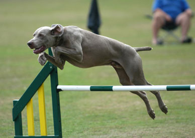 собака прыгает через барьер