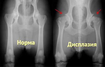 ренгеновский снимок собаки с дисплазией суставов
