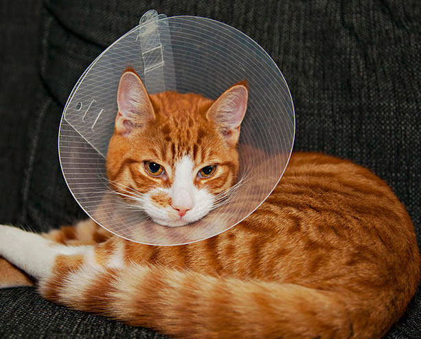 рыжая кошка в защитном воротнике после операции