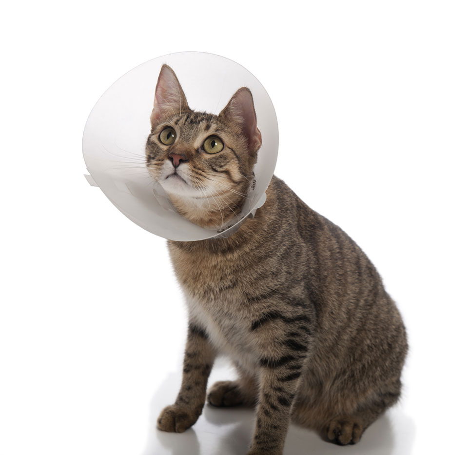 Стерилизация кошки - 100% метод борьбы с пиометрой 