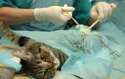 сама кошка на операцию проводит с открытыми глазами, такова специфика