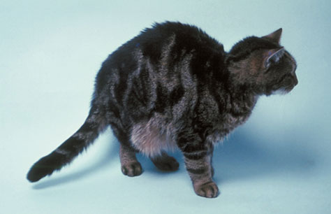 кошка с асцитом