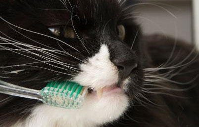 кошка с зубной щеткой