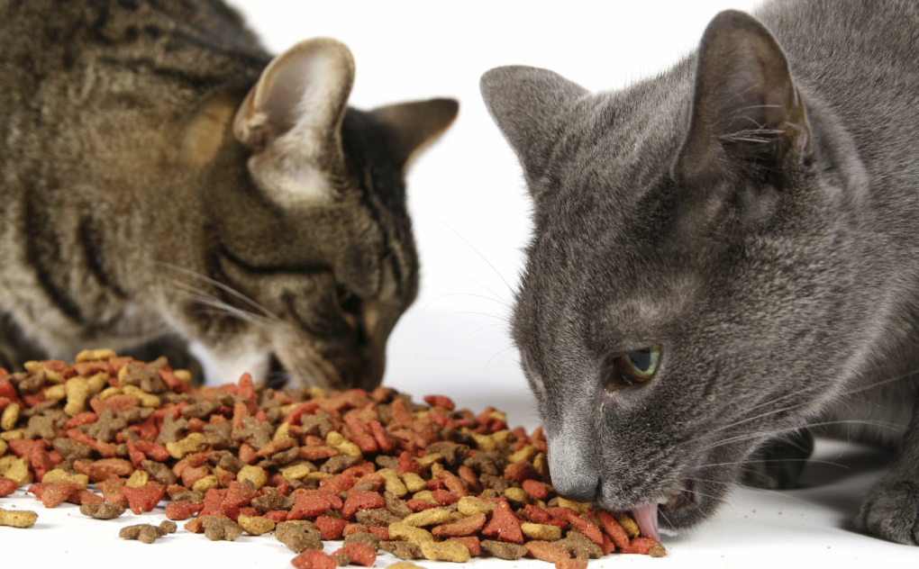 кошки едят сухой корм