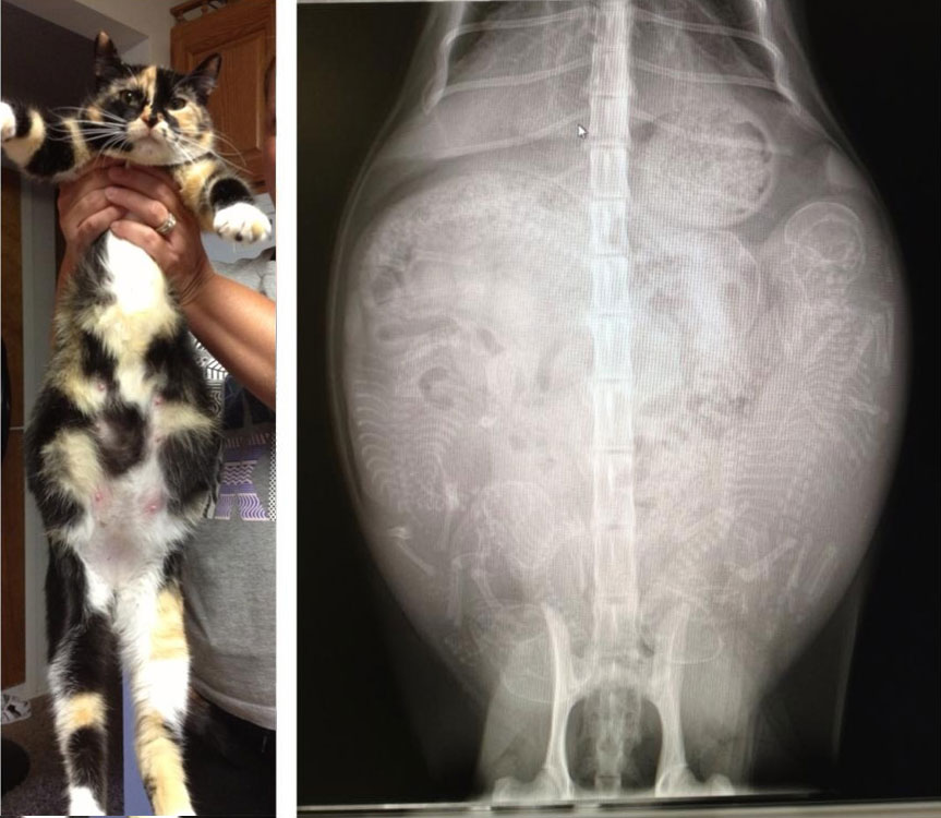Беременная кошка и ее ренгеновский снимок, на котором видно котят