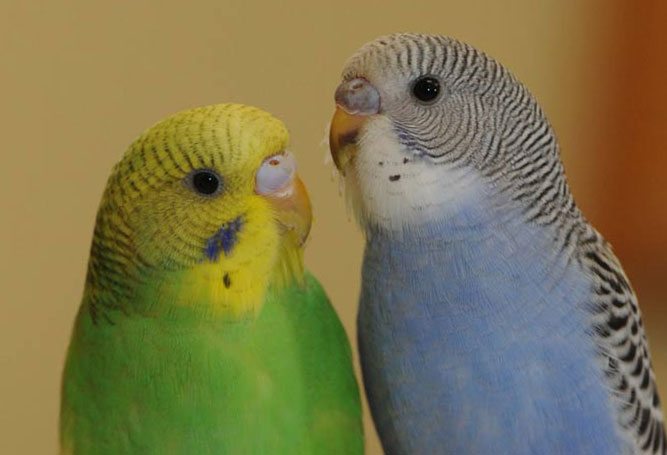 пара попугаев