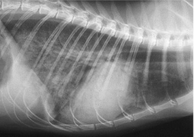 ренгеновский снимок легких кошки