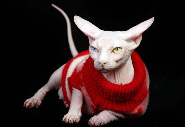 Из-за отсутствия волосяного покрова кошкам Бамбино может потребоваться одежда