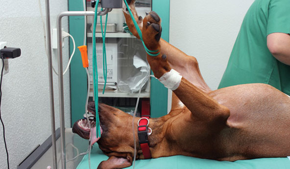 собака под наркозом во время операции