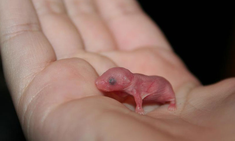 это не собака это новорожденная мышь. 