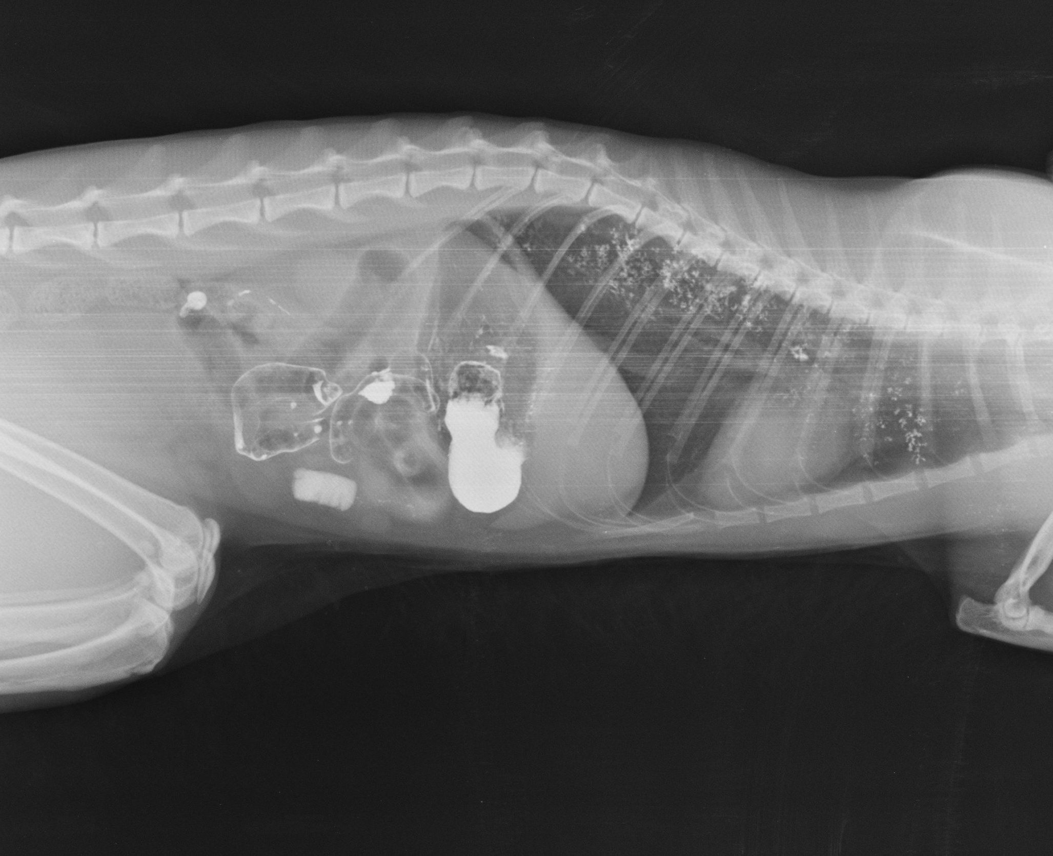 инородний предмет у кошки в желудке