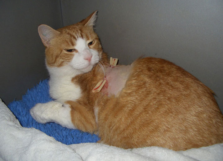 кошка с абсцессом после операции