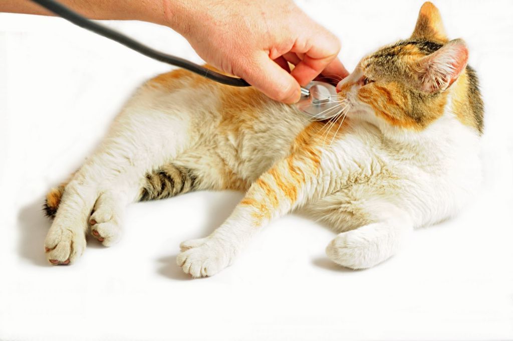 как сделать лекарство от чумки кошек отзывы