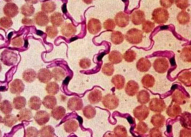паразит Haemobartonella felis, вызывающий анемию у кошек под микроскопом