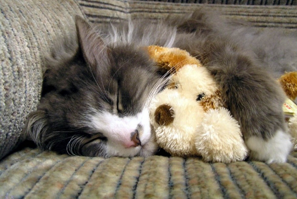 Поспи картинки. Спящие котята. Спокойной ночи с кошками. Спящий котенок.
