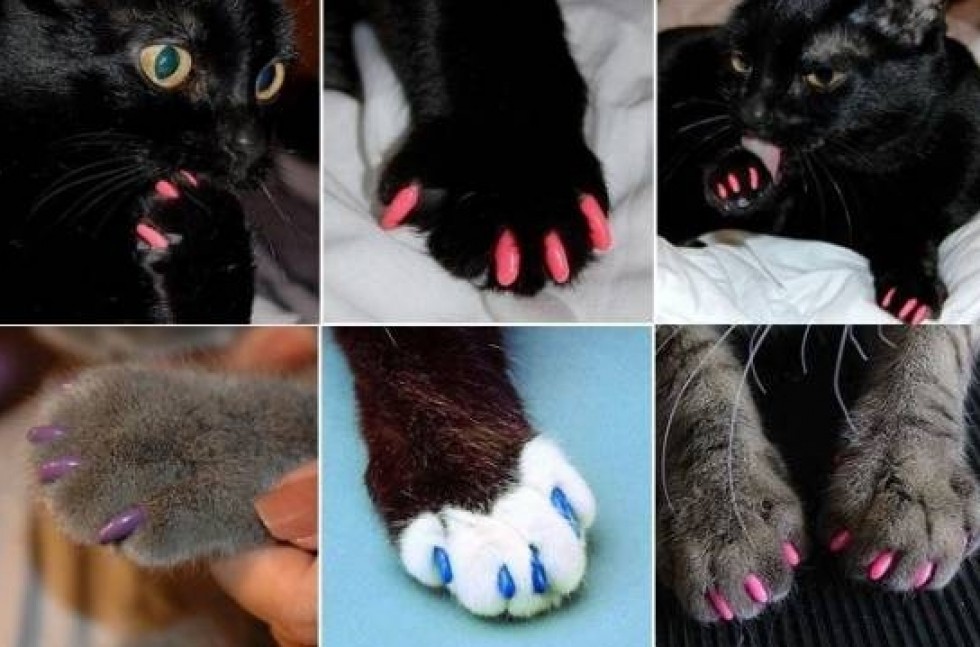 Ногти как у кошки. Кошка на ногтях. Антицарапки для кошек. Антицарапки на когти для кошек. Педикюр кошка.