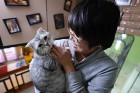 Кошки из России мигрируют в Китай