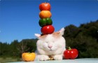 Пермские кошки сели на вегетарианскую диету