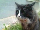 Сбежавший кот-актер Семен найден в Москве