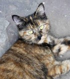 Черепаховая кошка с острова Губернатора получила новое имя