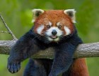 Посетители Московского зоопарка увидят кормление красных панд