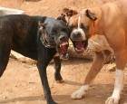 Освобождены 33 собаки, которых натаскивали на собачьи бои