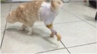 Впервые в России кошке протезировали две лапы
