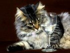 А не выпить ли нам? В Америке выпустили вино для кошек