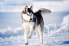 Собаки летят в Арктику на помощь российским полярникам