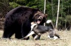Камера наблюдения сняла стычку собаки и медведя на заднем дворе
