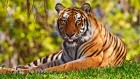 Амурский тигр пойман неподалеку от Владивостока