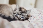 По мнению ученых, кошки редко привязываются к хозяевам