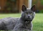«Русская голубая кошка» - самый популярный запрос иностранцев в Google