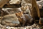 Новые жильцы в московском зоопарке – кошки ягуарунди