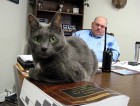 Офицер спас кошку