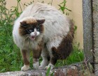Жителя Брянской области покусала бешеная кошка