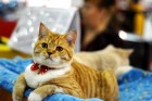 Жителей и гостей Перми приглашают на выставку кошек