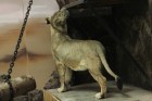 Львице из Крыма, прибывшей в екатеринбургский зоопарк, дали имя