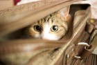 Все в отпуск: кошки активно путешествуют по России
