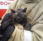 В Воронеже пострадавшей в пожаре кошке нашли хозяев