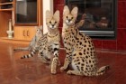 Уникальная африканская кошка породы сервал прибыла в Пермь